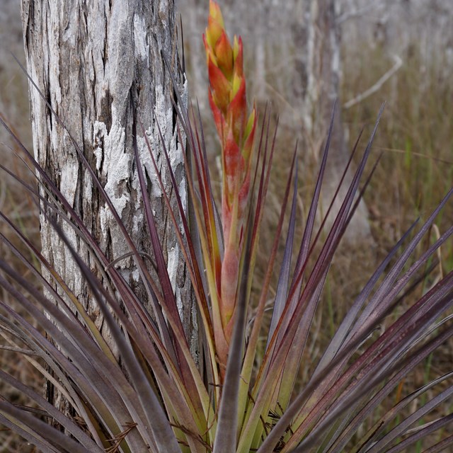 An air plant with red and yellow stalk growing on a cypress tree.