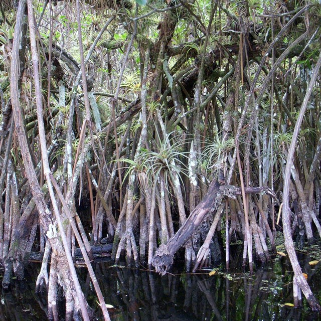 Red mangroves growing out of the waters of the turner River. Air plants grow on their bark. 