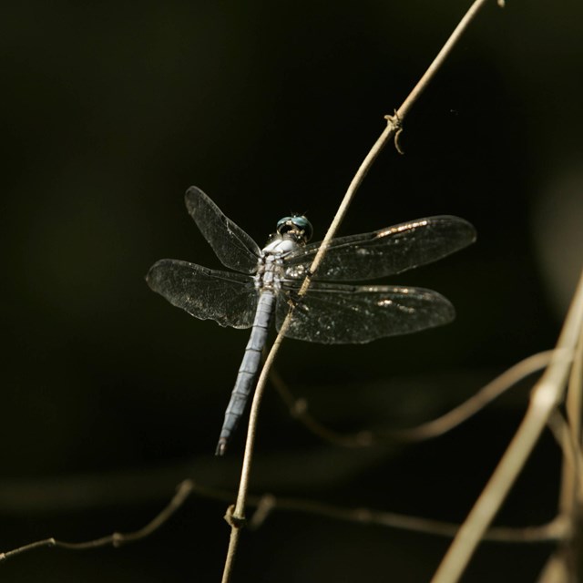 Dragonfly sitting on a small branch