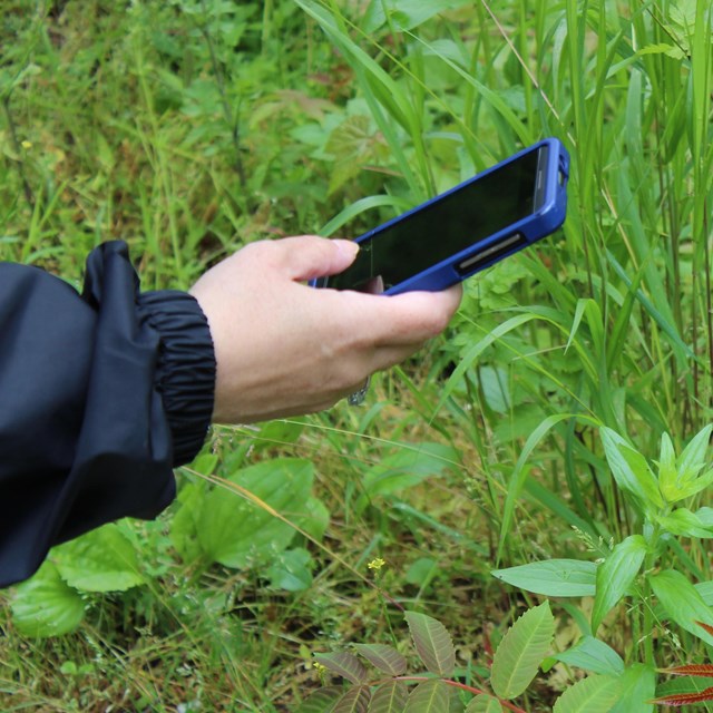 A person holds their smartphone up to take a picture of a plant, using the iNaturalist mobile app