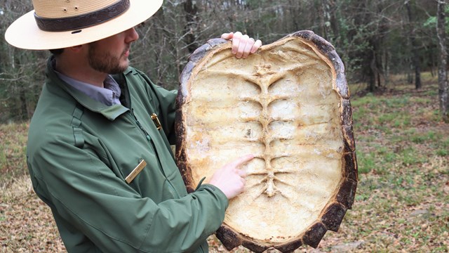 A Park Ranger holds up a large alligator snapping turtle shell, displaying the inside.