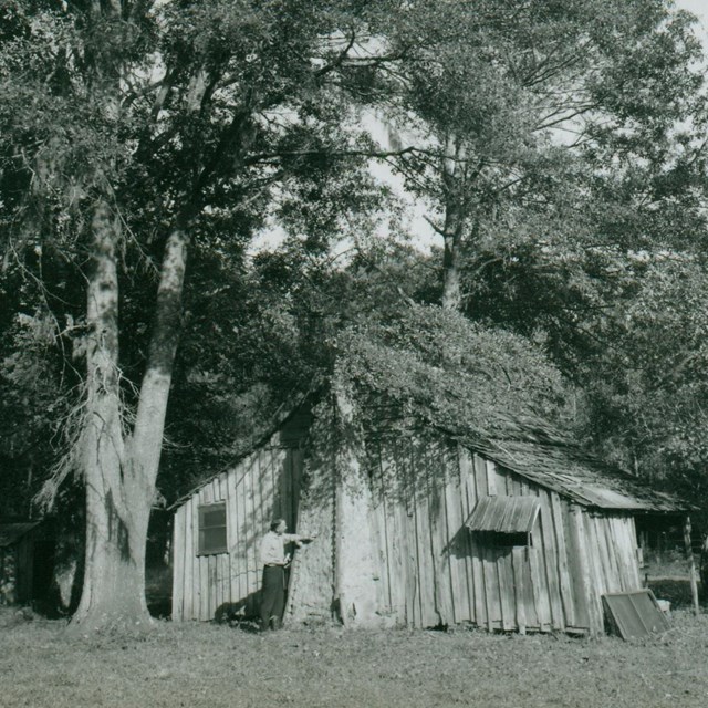 historic black and white photo of an old cabin next to a tree with a man standing out front