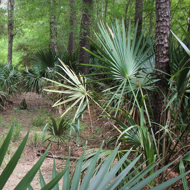 palmettos growing in the woods