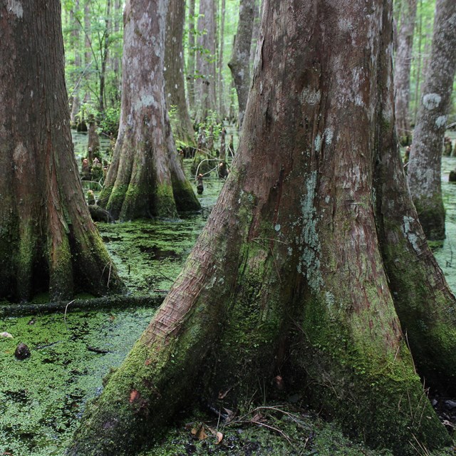 bald cypress tree trunks growing in a swamp