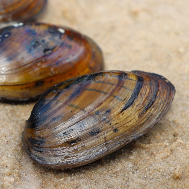 close-up of 4 freshwater mussels displaying light and dark brown stripes while laying on sand.