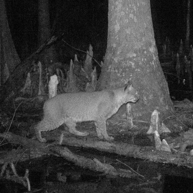 black and white trail camera photo of a bobcat in a swamp at night