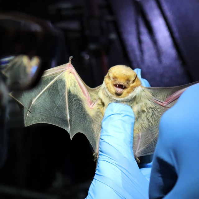 A researcher wearing blue-gloved hands holds a small yellow-brown bat, which has its mouth open.