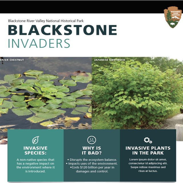 Blackstone Invaders with pictures of invasive plants and text