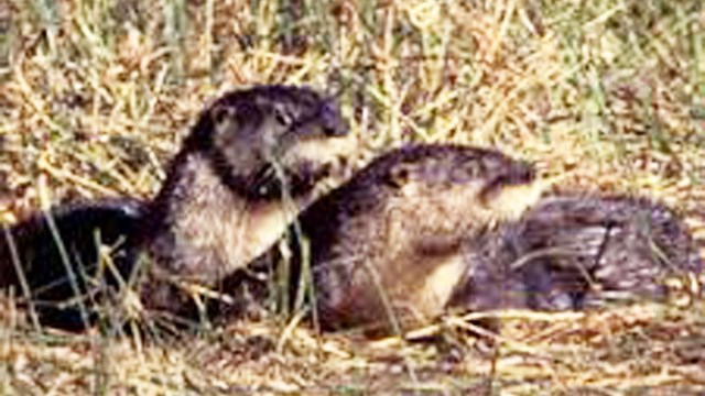 river otters playing