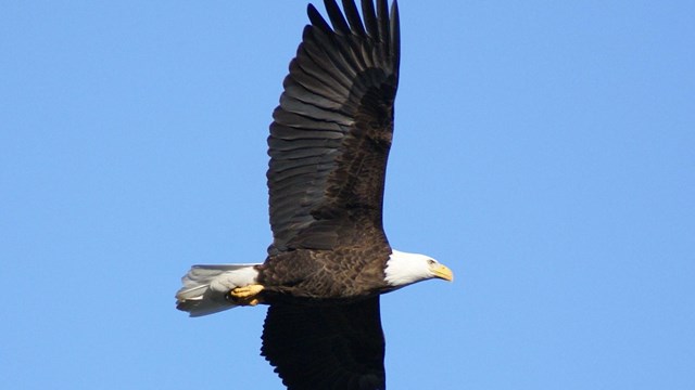 bald eagle soaring in the sky