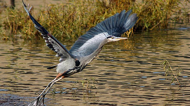 great blue heron takes flight