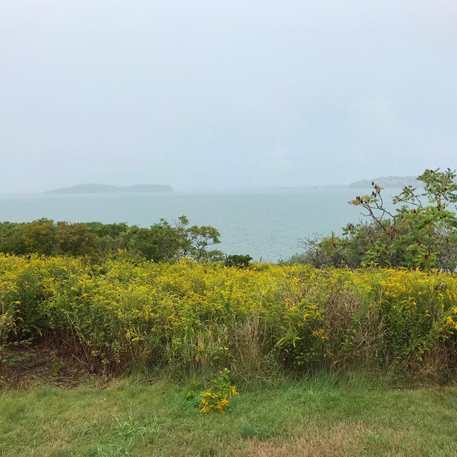 field of green bushes with yellow flowers overlooking the water. 