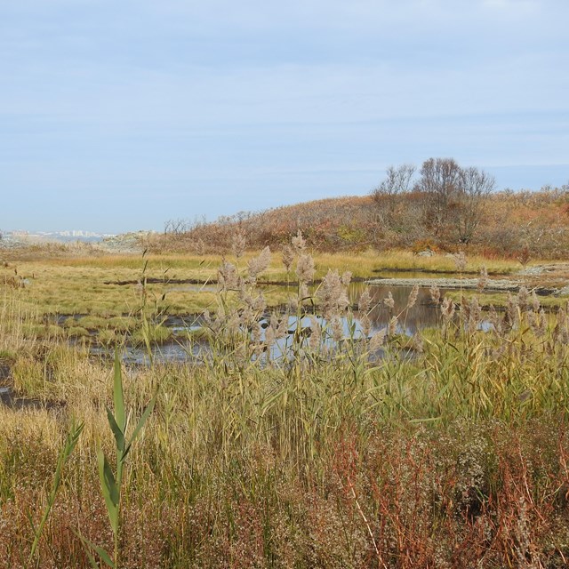 Marsh with reeds and other tall grasses and vegetation.