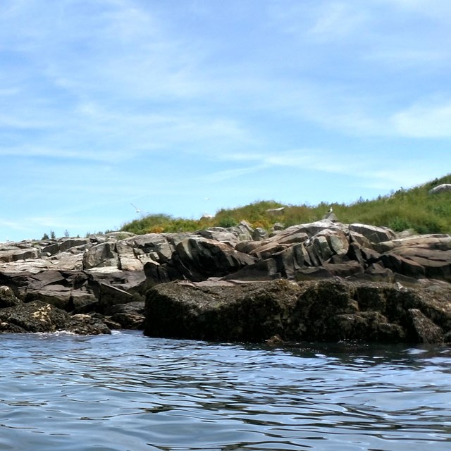 A rocky outcropping with gulls and some low grass.