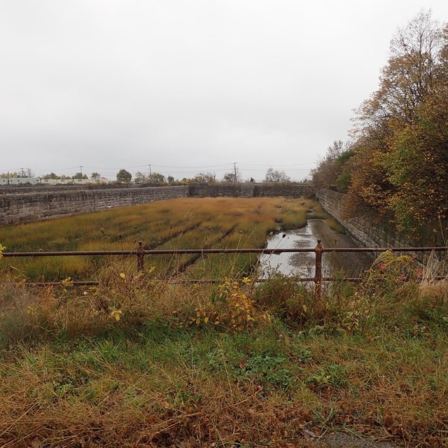 A sewage area overrun with grass and shrubs.
