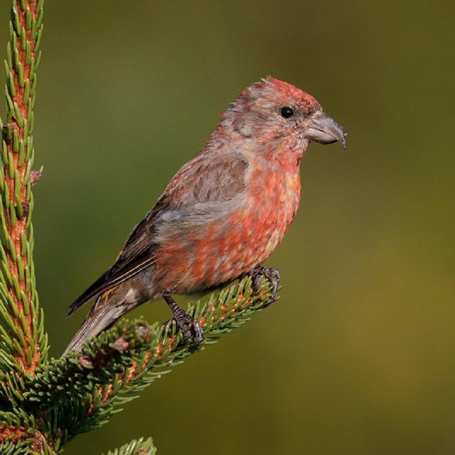 a single red crossbill bird sitting on a pine tree branch