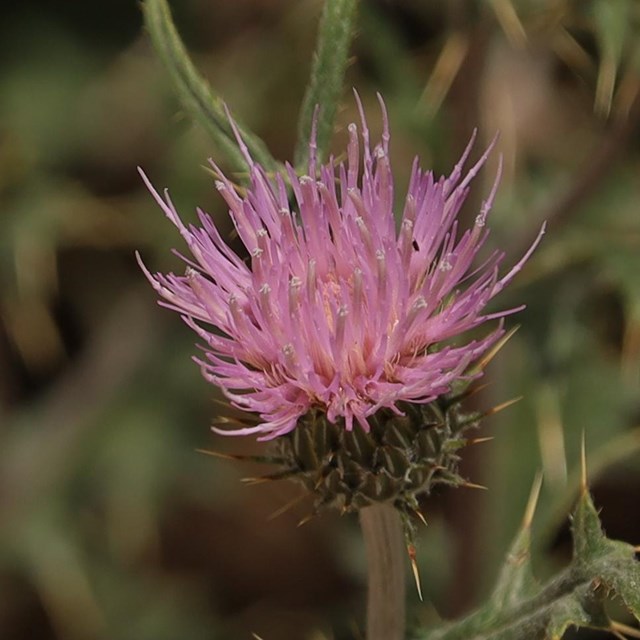 A bright pink spiky flower amongst spiky green leaves against a dark background