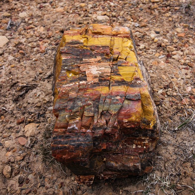 Photo of colorful petrified wood on the ground
