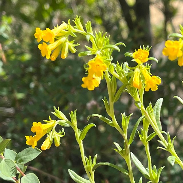A cluster of small yellow flowers hang from green stems against a dark background