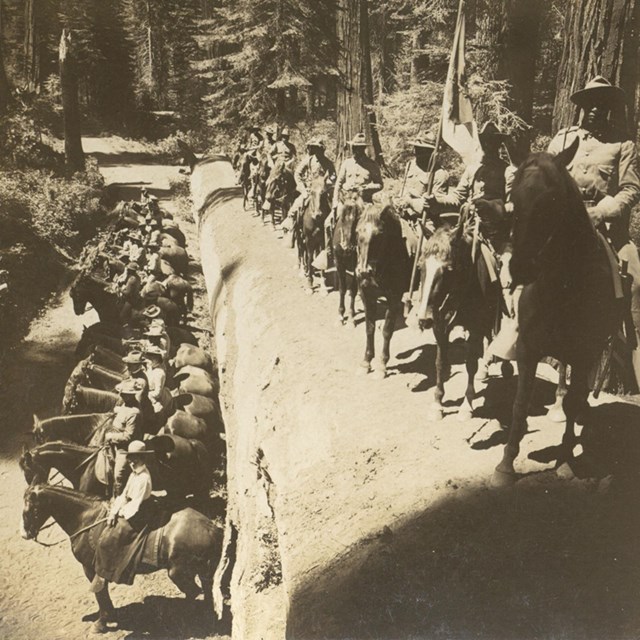 Several army soldiers on horses pose with their mounts on a large, felled tree.