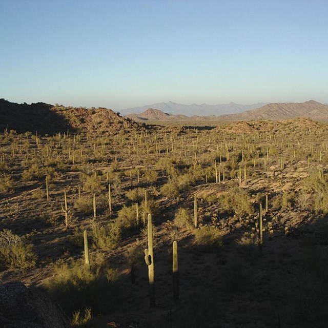 Vast landscape of tall cactus.