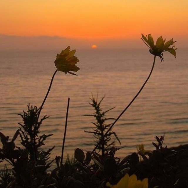 Sunset at Cabrillo with flowers in the foreground