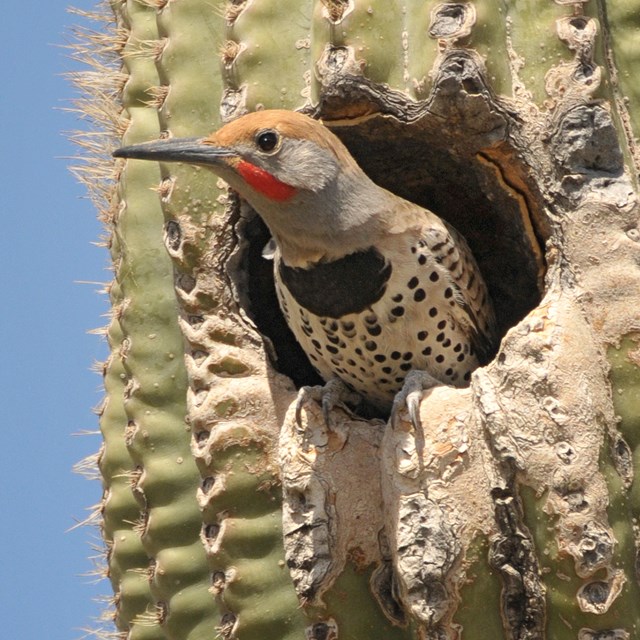Guilded Flicker Looking out of Saguaro Cactus Nest