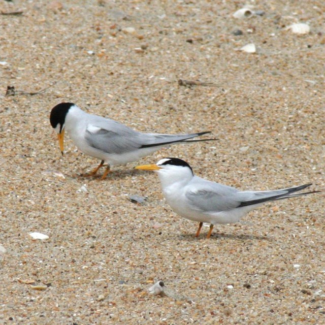 Two Least Terns
