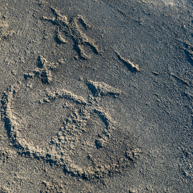 Petroglyph carvings in a boulder.