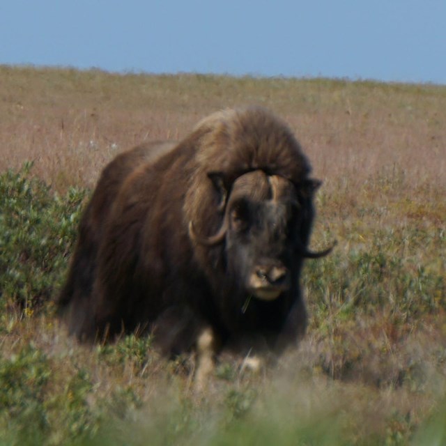 Muskox cow and the back side of a calf
