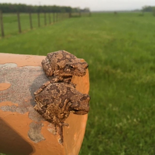 two frogs on a fence gate