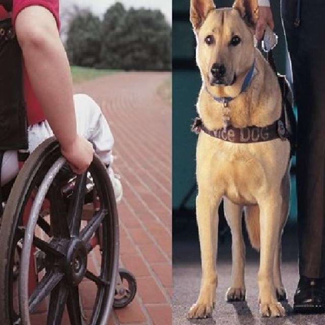 Wheel chair and service dog. 