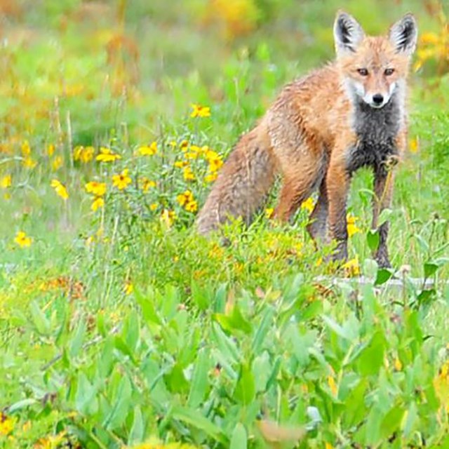 A red fox stands among wildflowers in a small meadow.