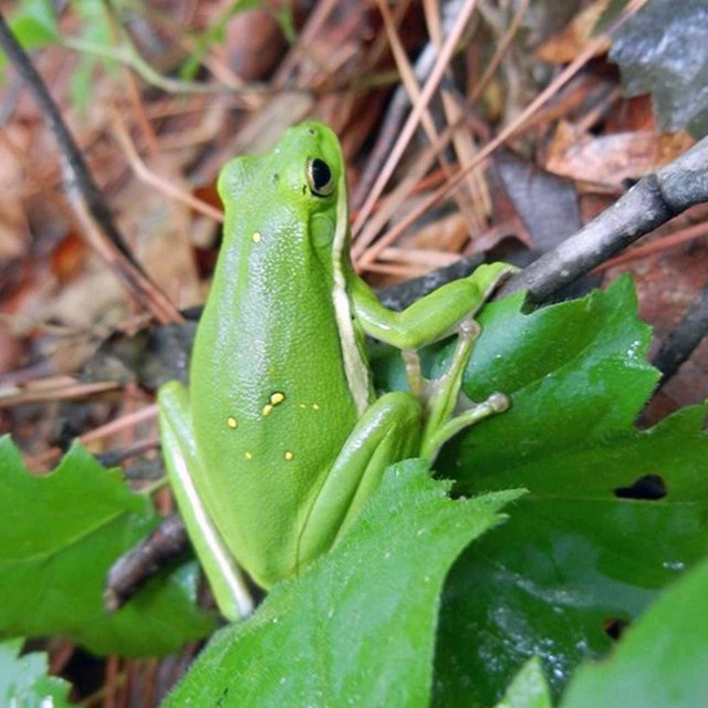 Green Treefrog (Hyla cinerea) sitting on green leaves.