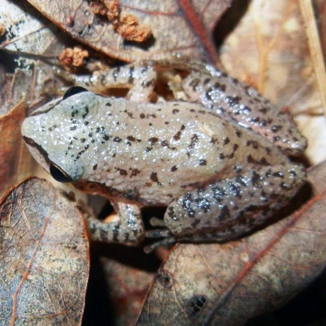 Upland Chorus Frog (Pseudacris feriarum) sitting on dried brown leaves.