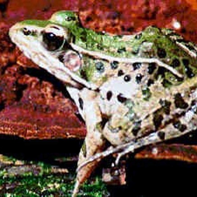 Southern Leopard Frog (Lithobates sphenocephalus) facing to the left sitting on brown leaf.