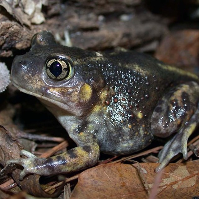 Eastern Spadefoot (Scaphiopus holbrookii) facing to the left sitting on some brown leaves.