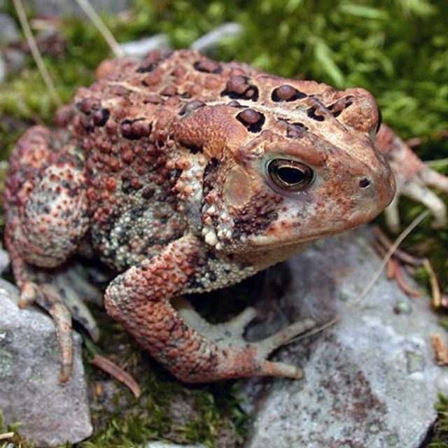 American Toad (Anaxyrus americanus) sitting on small rocks and green moss..