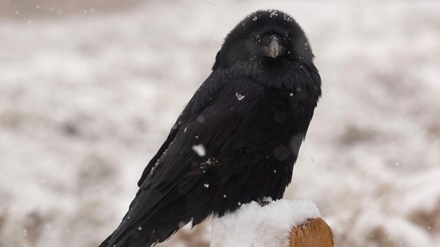 A raven perching on a post in the snow.