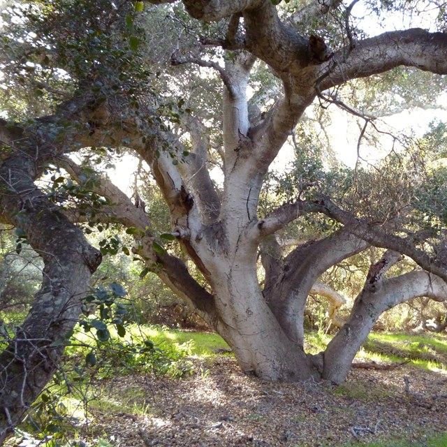 Light filtering through the twisting branches of an oak tree
