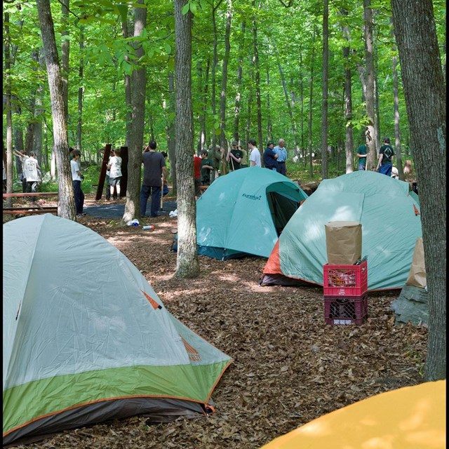 Tents in a campground