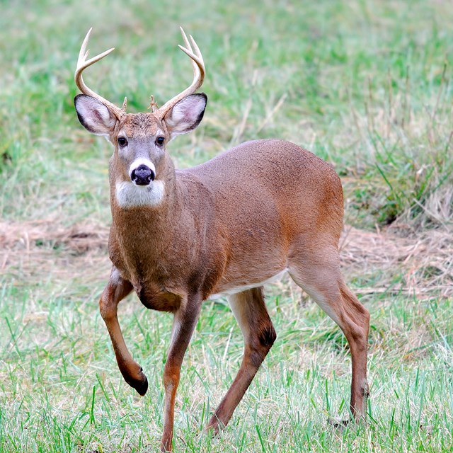 Male white-tailed deer looking at the camera.