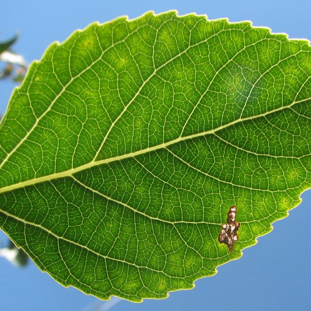 Rio Grande Cottonwood leaf