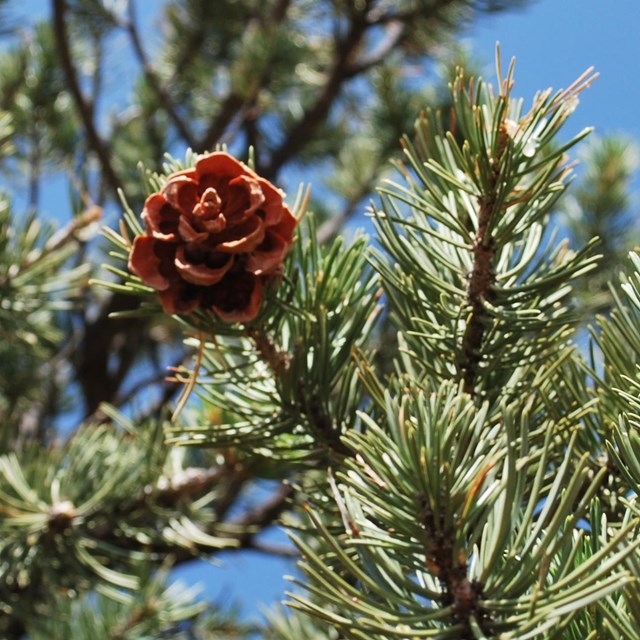 A pinyon pine on the edge of a canyon
