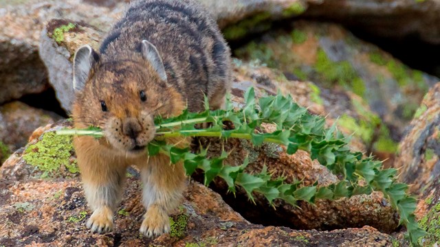 Pika with thistle in its mouth.
