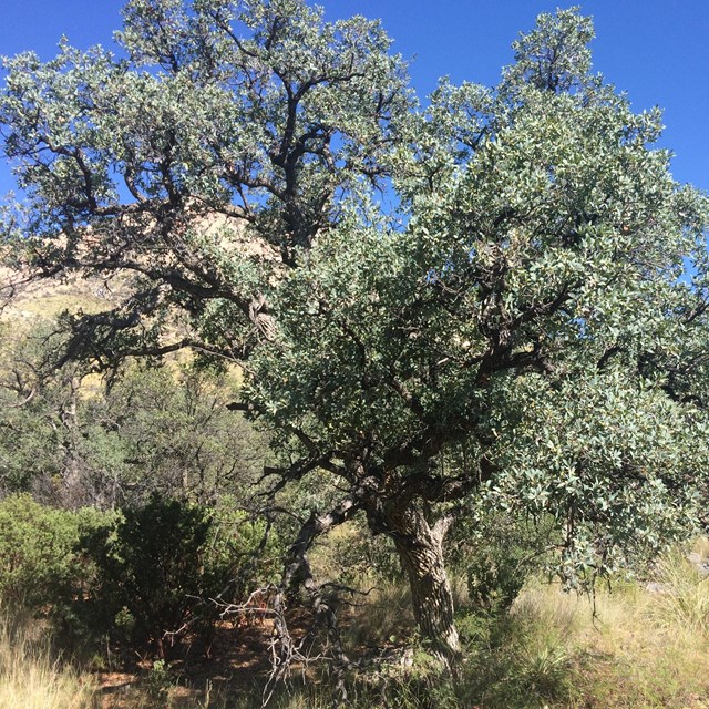 A tree in a desert grassland