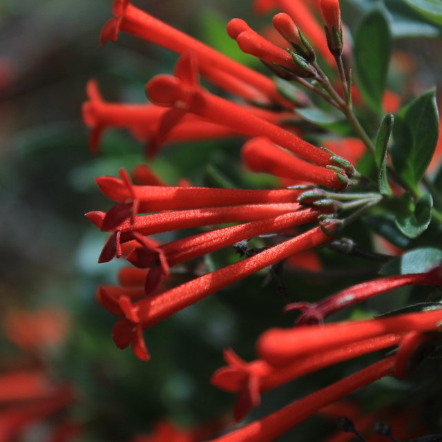 A mass of bright red, elongated flowers on a bush