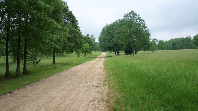 Image of  dirt road with green grass and trees 