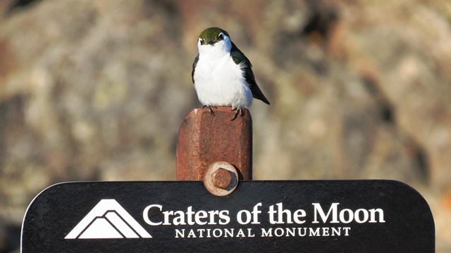 a small, green bird with a white belly perched on a sign with the text "craters of the moon"