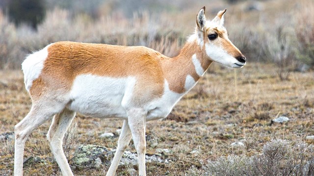 A tan and white pronghorn stands on a dull-colored, brushy plain.